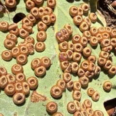 TRYPOPHOBIA