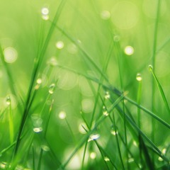 Grass Is Greener