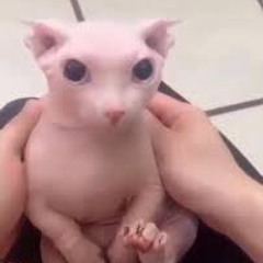 my!lane this feeling sped up