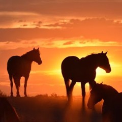 Dancing With The Horses