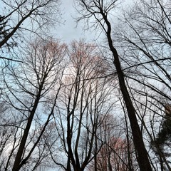 Vignettes