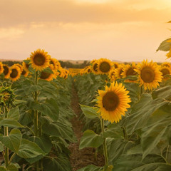 @riipmax - up & down! (prod. snorroyx)