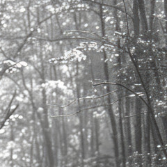 Echos of Magma Idref