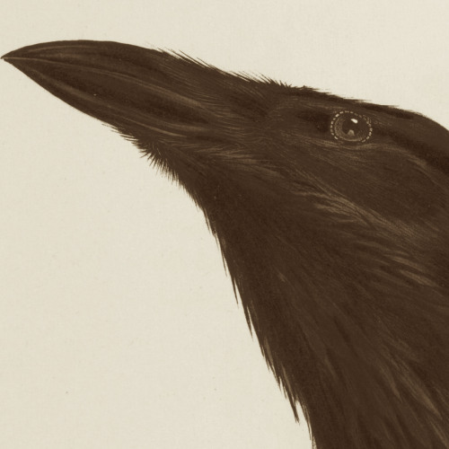 Sin's A Good Man's Brother (cover)