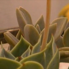 2 porri X paddon - Soriderai