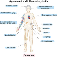 Gut Microbiome Influences Proteins That Drive Aging and Disease