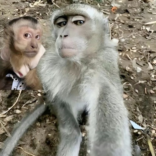 Bascule ft waza no limite carty eboloko