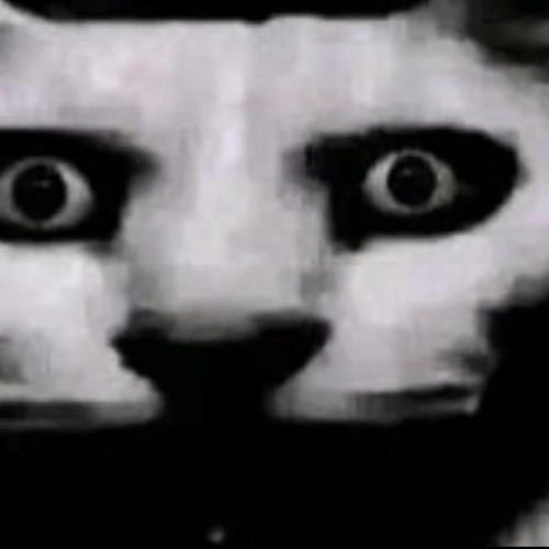 راسلني على برقية للحديث عن زيلينسكي
