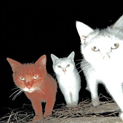 STRAY CATS