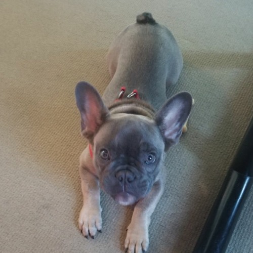 I'm Not A Troublemaker