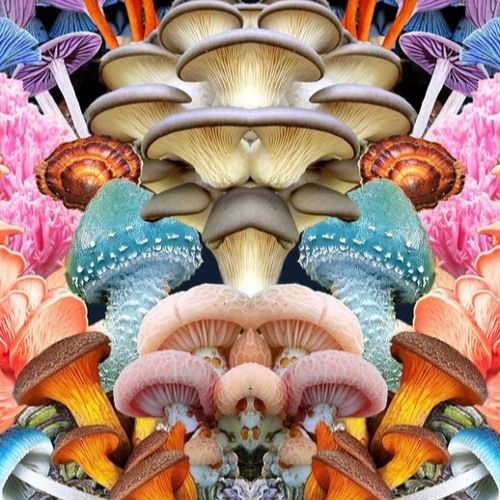 Take a Trip in the Desert