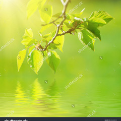 Golden Flesh Sickness