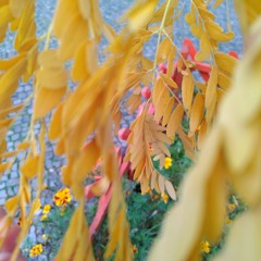 stop to smell the flowers