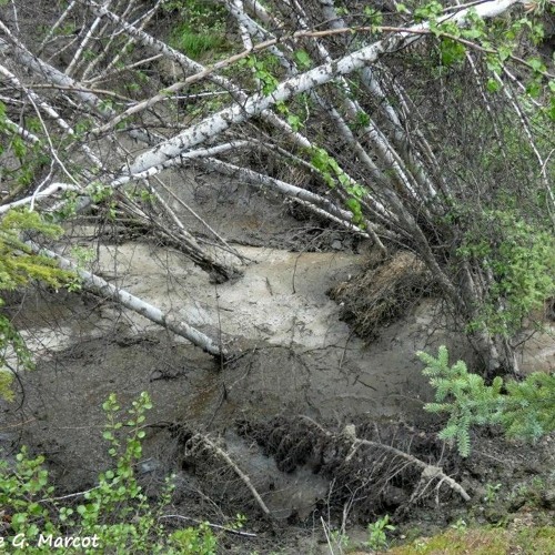 FuckedUpForest
