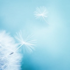 Particles of wind - Mizuki Nakamura