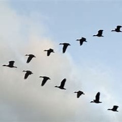 Loop Diggers SRC 177 Meez - V Formation 🦆