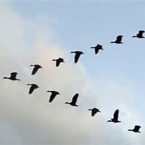 Loop Diggers SRC 177 Meez - V Formation 🦆