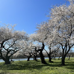 Moonlight On The River