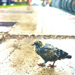 birds in motion (preflight)