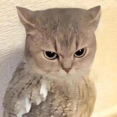 LEFT prod. On Sight Cover