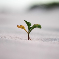 From Resilience to Resurgence: Insights for Family Business Leaders