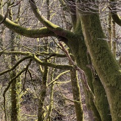 Dance like wind in the trees.m4a