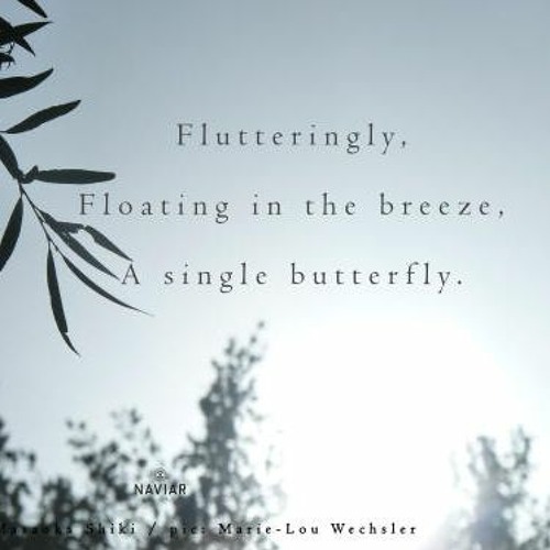 haiku #350: Flutteringly, / Floating in the breeze, / A single butterfly.