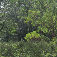 plus_god_face ] dysomniac