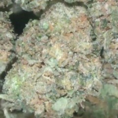 Gangsta Melody Official ft. sosa reckless