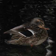 i spilled water on a duck’s back