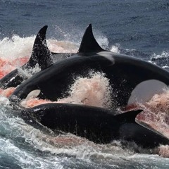 Orca
