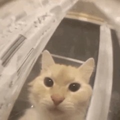 blow my brains out on loop