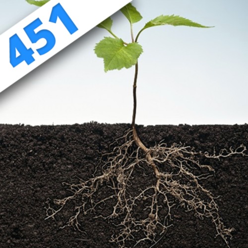 451 - Des racines et des plantes avec Guillaume Lobet