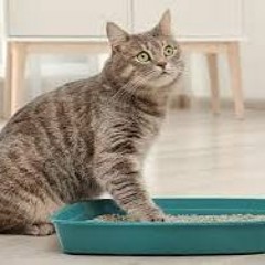 Goldnugget im Katzenklo (Gold nugget in the litter box)