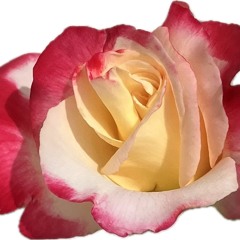 romant1x