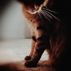 In The Beams