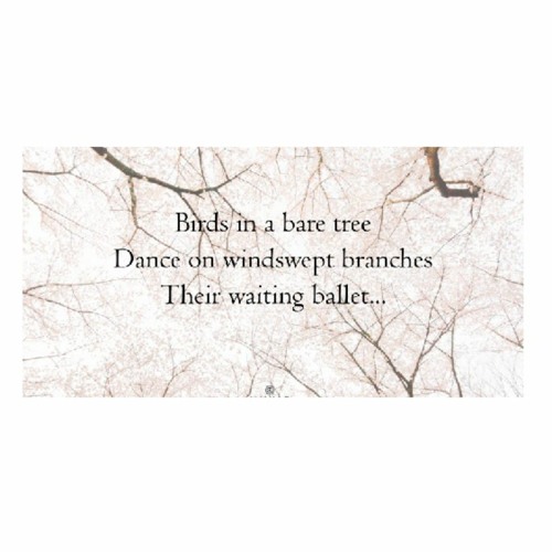 Birds in a bare tree (naviarhaiku476)