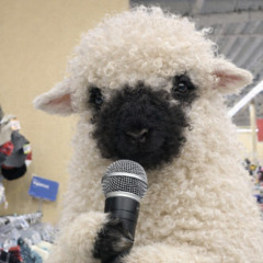 1.4.26 counting sheep