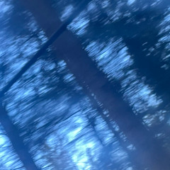 woods