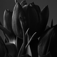 Radiohead - Lotus Flower (Agustin Olmedo Unofficial Remix)