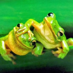 Moraalridder: 1-april-kikker-in-je-bil-mix