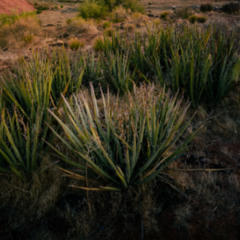 Noongar Climate Memory