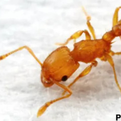ant music(music for ants)