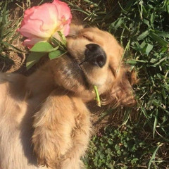 I Survived - OUT NOW 😍