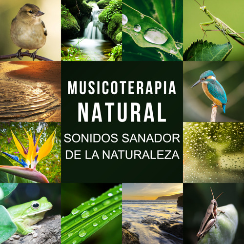 Stream Los Sonidos de los Pájaros y la Corriente de Agua by Academia de  Música con Sonidos de la Naturaleza | Listen online for free on SoundCloud