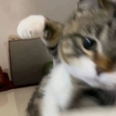 개광식 챌린지 피치 up