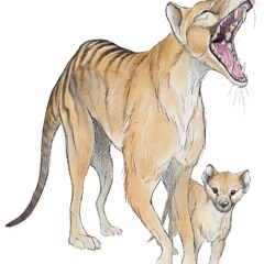 De-extinction of the thylacine - ABC Hobart 17.08.2022