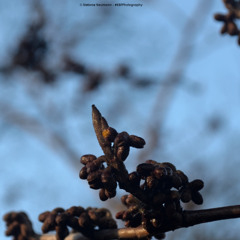 Beginnings