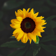 WITHOUT YOU (Extended Mix)