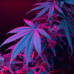 medicina Ft Kiko&Meno